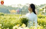 Ngẩn ngơ ngắm hoa khôi sinh viên Hà Nội khoe sắc bên cúc họa mi